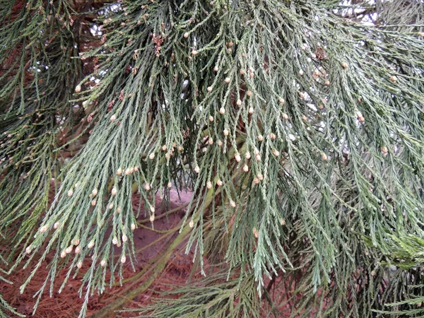 Riesenmammutbaum Mammutbaum Giganteum Nadeln — Stockfoto