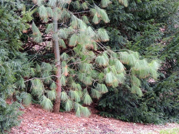 Pine Wit Chinees Pinus Armandii — Stockfoto