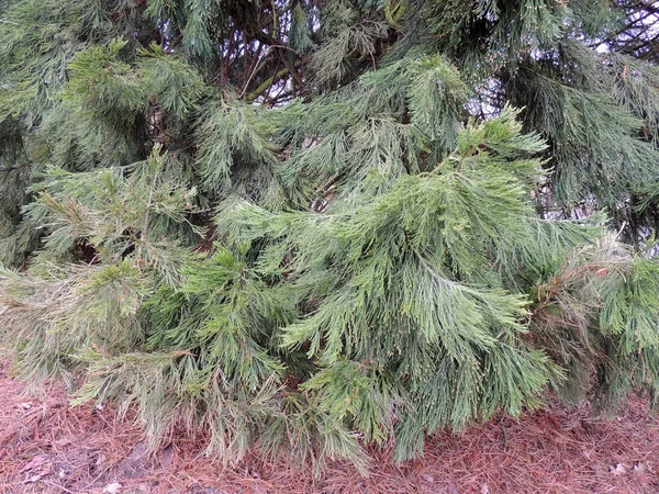 Reuze Mammoetboom Mammoetboom Giganteum Naalden — Stockfoto