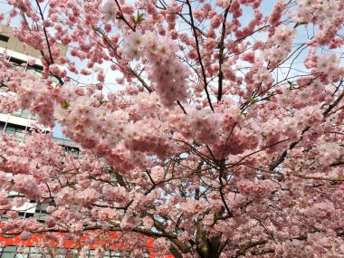  Japon kiraz, Prunus serrulata, çiçekli sırasında