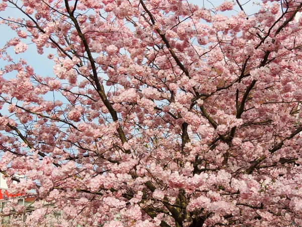 Японська Вишня Прута Серпанчата Під Час Цвітіння — стокове фото