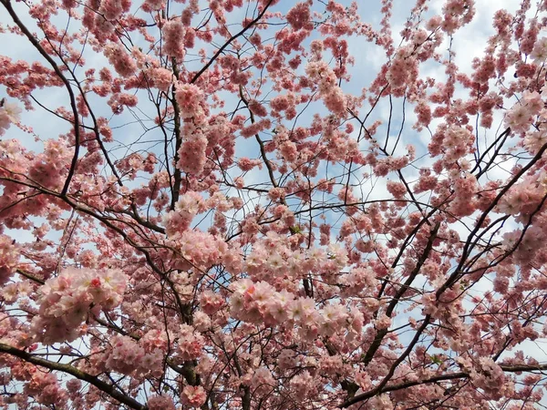 Wiśnia Japońska Prunus Serrulata Podczas Kwitnienia — Zdjęcie stockowe