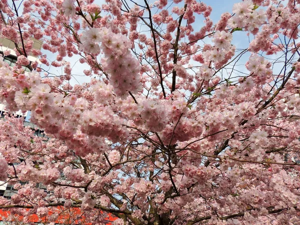Wiśnia Japońska Prunus Serrulata Podczas Kwitnienia — Zdjęcie stockowe