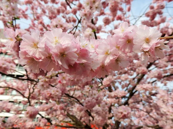 Wiśnia Japońska Prunus Serrulata Podczas Kwitnienia — Zdjęcie stockowe