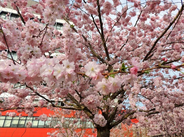 Cireșe Japoneze Prunus Serrulata Timpul Înfloririi — Fotografie, imagine de stoc