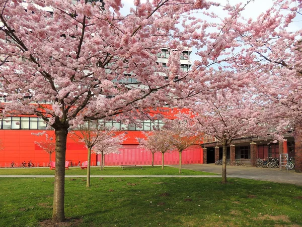 Japanische Kirsche Prunus Serrulata Während Der Blüte — Stockfoto