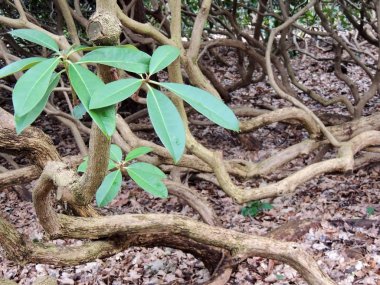 Bükülmüş gövdeleri ile rhododendron çalılar çalılıkları