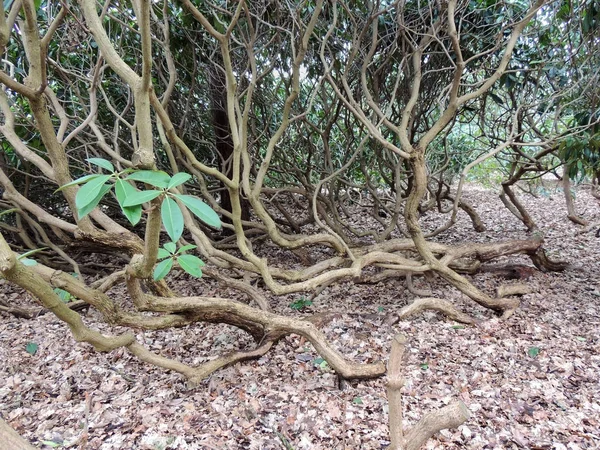 Заросли Кустов Рододендрона Выкрученными Стволами — стоковое фото