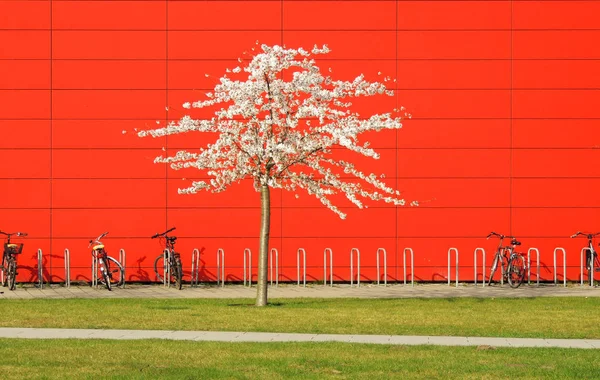 Vita Japanska Körsbär Prunus Serrulata — Stockfoto