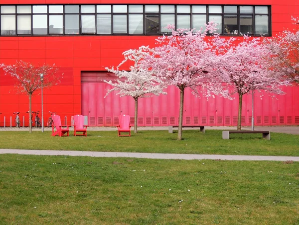 Rosafarbene Japanische Kirsche Prunus Serrulata Und Rote Stühle Vor Roter — Stockfoto