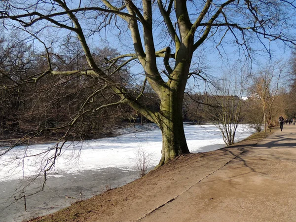 Tree Bank Ice Covered Canal — Stock Photo, Image