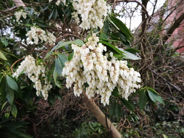 Pieris Japonicum Durante Floração Primavera — Fotografia de Stock