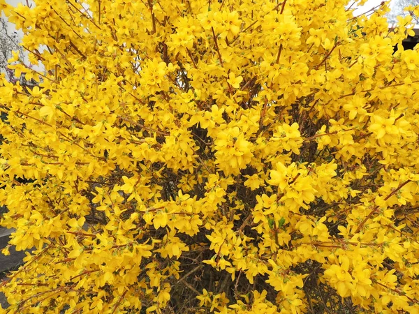 Arbuste Forsythia Pendant Floraison Début Printemps — Photo