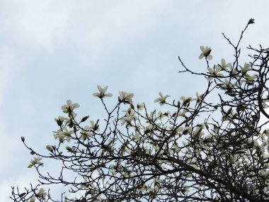 Çiçeklenme sırasında Manolya denudata. Bahar