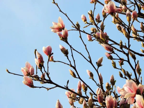 Tulip Magnolia Magnolia Soulangeana Lennei Durante Floração Primavera — Fotografia de Stock