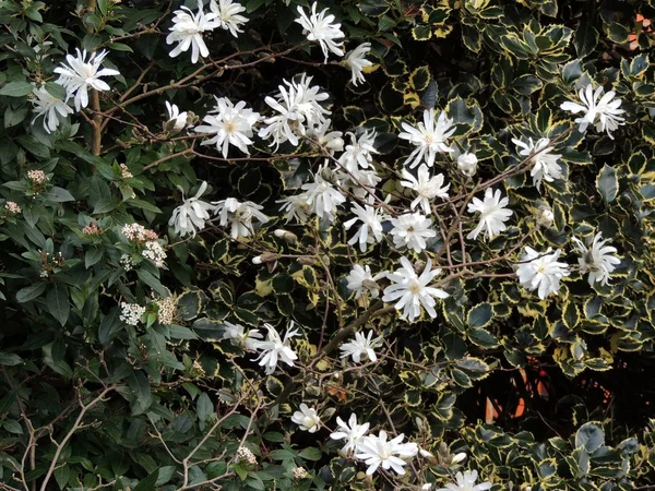 Magnolia Stellata Während Der Blüte Frühling — Stockfoto