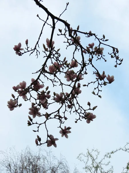 Tulip Magnolia Magnolia Soulangeana Lennei Durante Fioritura Primavera — Foto Stock