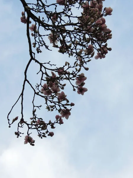Tulip Magnolia Magnolia Soulangeana Lennei Durante Floração Primavera — Fotografia de Stock