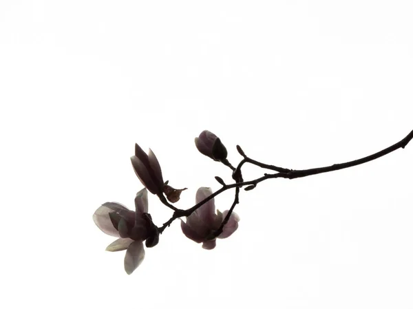 Tulpenmagnolie Magnolie Soulangeana Lennei Während Der Blüte Frühling — Stockfoto