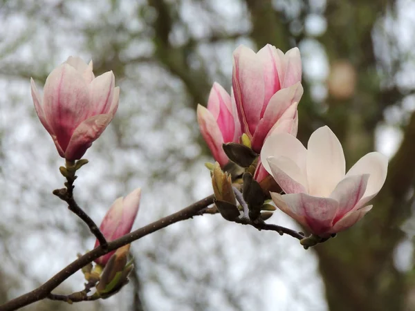 Lale Magnolia Manolya Soulangeana Lennei Çiçeklenme Sırasında Bahar — Stok fotoğraf