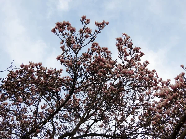 Tulip Magnolia Magnolia Soulangeana Lennei Durante Floração Primavera — Fotografia de Stock