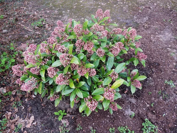 Japon skimmia, Skimmia japonica, tomurcukları ile