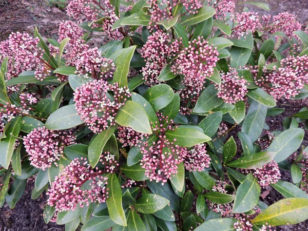 Japon skimmia, Skimmia japonica, tomurcukları ile