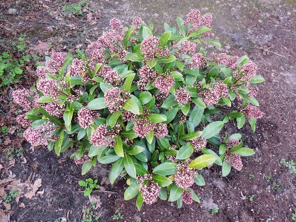 Japansk Skimmia Skimmia Japonica Med Knoppar — Stockfoto