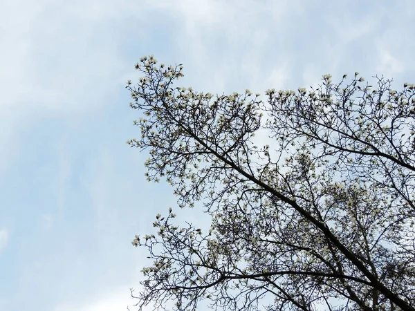Magnolia Denudata Blomningen Våren — Stockfoto