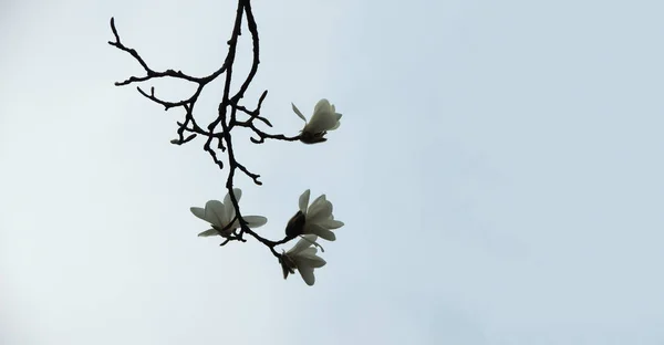 Magnolia Denudata Durante Floración Primavera —  Fotos de Stock