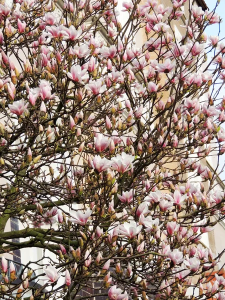 Тюльпан Магнолії Магнолія Soulangeana Lennei Під Час Цвітіння Весна — стокове фото