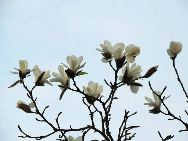 Magnolia Denudata Κατά Διάρκεια Της Ανθοφορίας Άνοιξη — Φωτογραφία Αρχείου