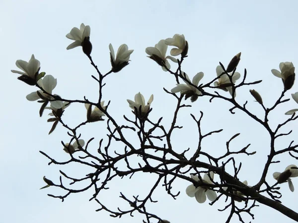 Magnolia Denudata Durante Fioritura Primavera — Foto Stock