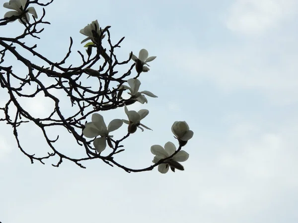 Magnoliendenudaten Während Der Blüte Frühling — Stockfoto