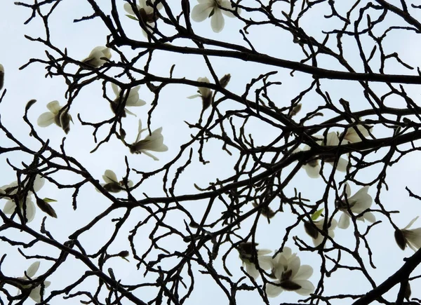 Magnolia Denudata Κατά Διάρκεια Της Ανθοφορίας Άνοιξη — Φωτογραφία Αρχείου