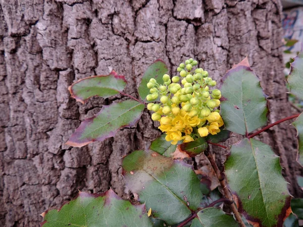 Mahonia Japonica Shrub Flowering Spring — Stock Photo, Image