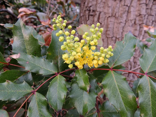 Mahonia Japonica Arbusto Durante Floração Primavera — Fotografia de Stock