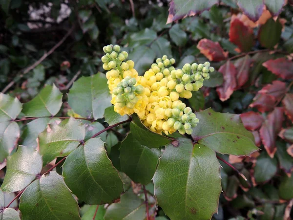 Mahonia Japonica Arbuste Pendant Floraison Printemps — Photo