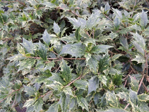 Noruega Acebo Ilex Aquifolium Contexto —  Fotos de Stock