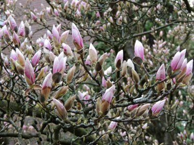 Magnolia Soulangeana çiçek açtı. Bahar