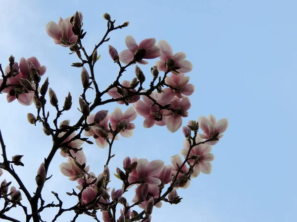 Magnolia Soulangeana Flor Primavera — Fotografia de Stock