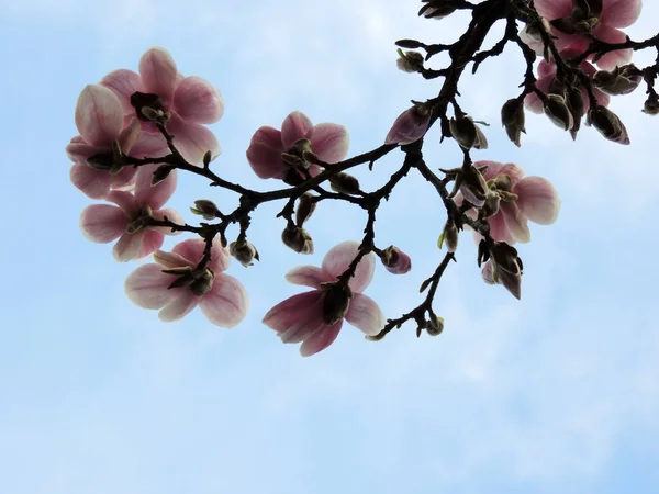 Magnolia Soulangeana Flor Primavera — Fotografia de Stock