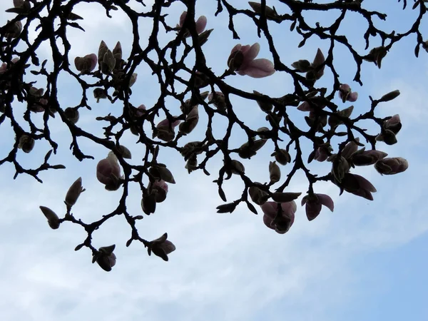 Magnolia Soulangeana Flor Primavera —  Fotos de Stock