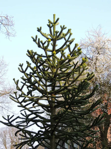 Chilenische Araukarien Araucaria Araucana Gegen Blauen Himmel — Stockfoto