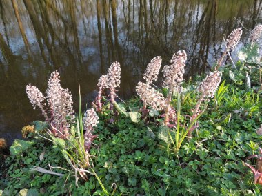 Çiçekli butterbur, Petasites paradoxus, rıhtımda