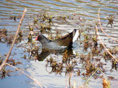 Kuş Dusky moorhen, Gallinula kloropus, göletyüzme