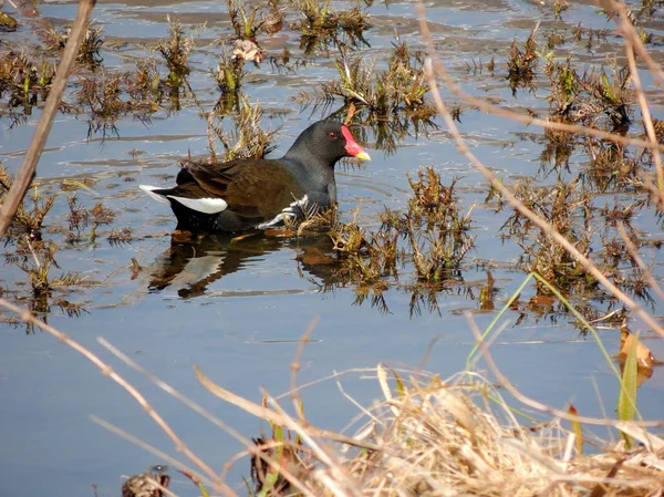 鳥ダスキー ムーヘン ガリヌラ クロロプス 池で泳ぐ — ストック写真