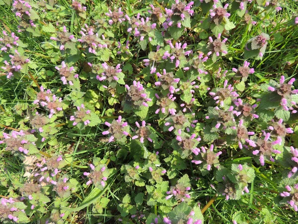 Ortiga Muerta Lila Lamium Purpureum Durante Floración — Foto de Stock