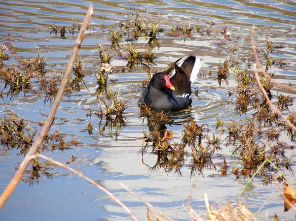 鳥ダスキー ムーヘン ガリヌラ クロロプス 池で泳ぐ — ストック写真