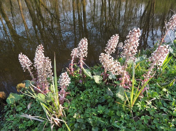 Bloeiende Butterbur Petasites Paradoxus Aan Waterkant — Stockfoto